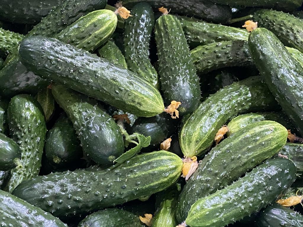 В Приангарье собрали первый урожай огурцов 2025 года