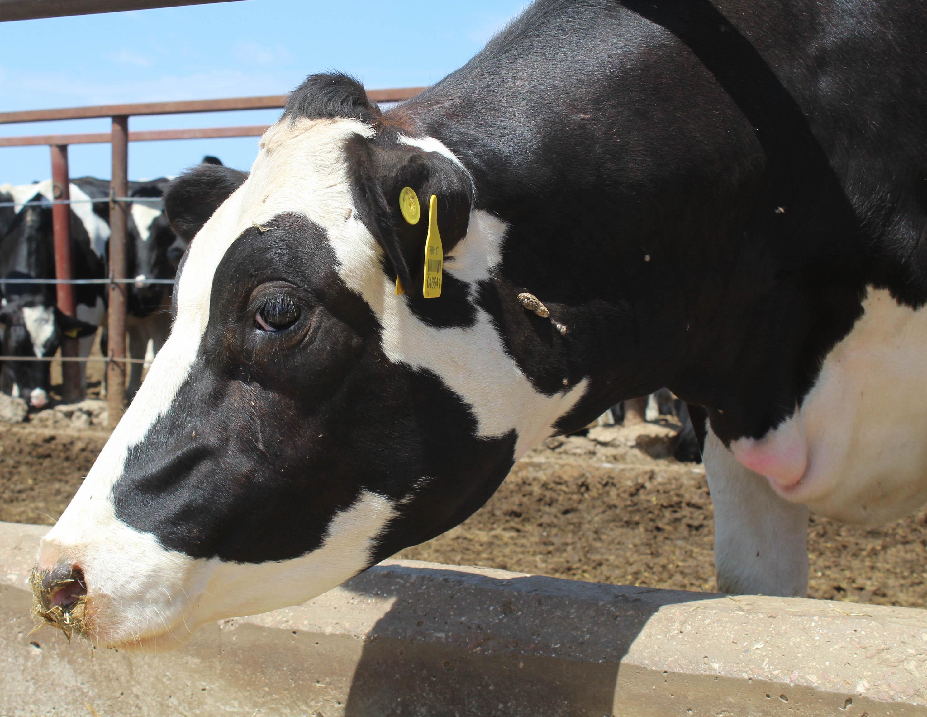 Господдержка сельского хозяйства в Забайкалье увеличится на 30%