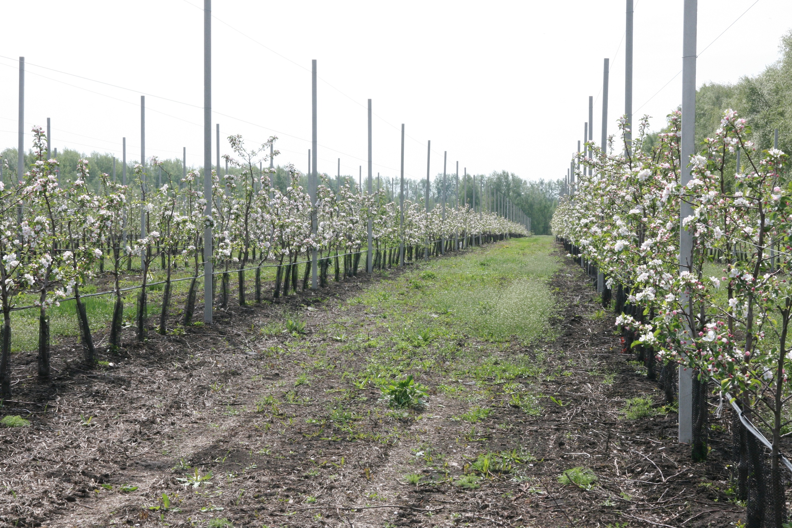 В Тамбовской области проходит фестиваль «Мичуринские яблони в цвету»