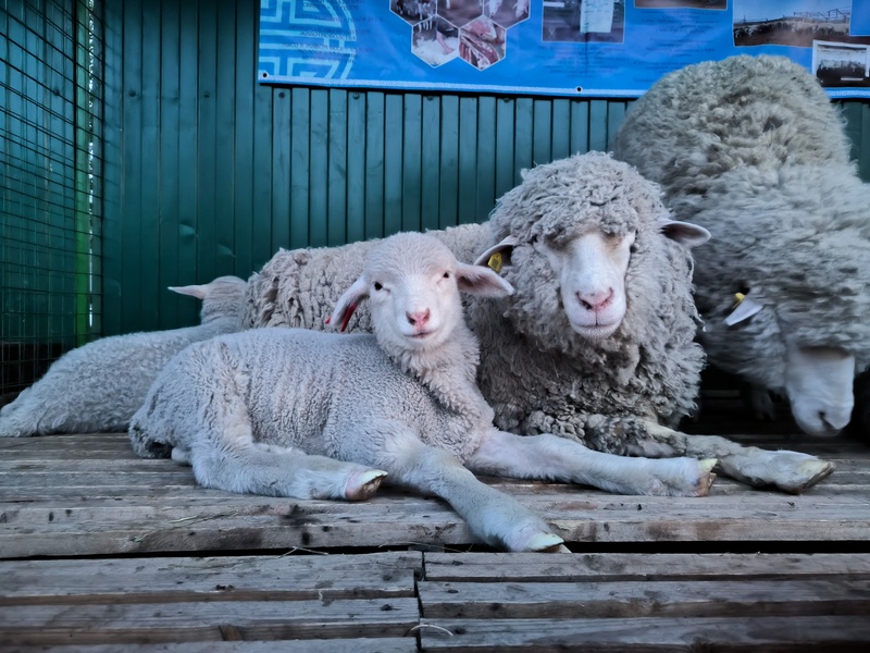 В Забайкальском крае прошла XXV Российская выставка племенных овец и коз