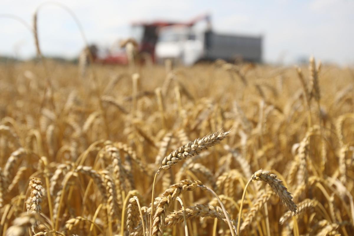 Уборочная кампания в Нижегородской области идет опережающими темпами