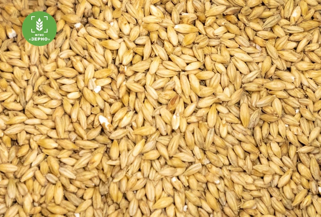 В 2025 году в Белгородской области во ФГИС «Зерно» отражена информация о 94,2 тыс. т продуктов зернопереработки