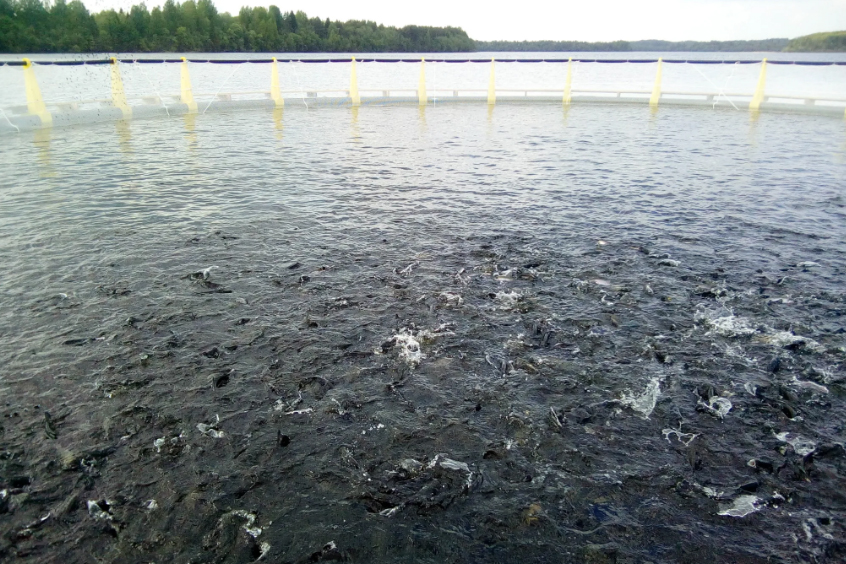 В Белозерском районе Вологодской области увеличилось производство продукции аквакультуры