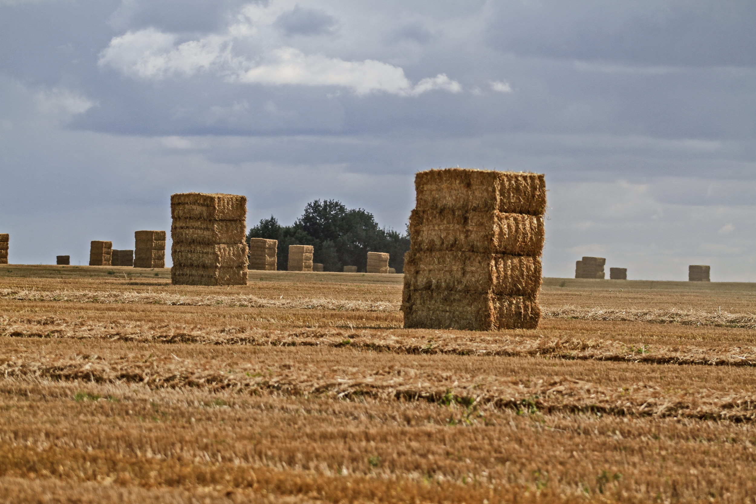 Тамбовские хозяйства обеспечены кормами для зимовки сельскохозяйственных животных 