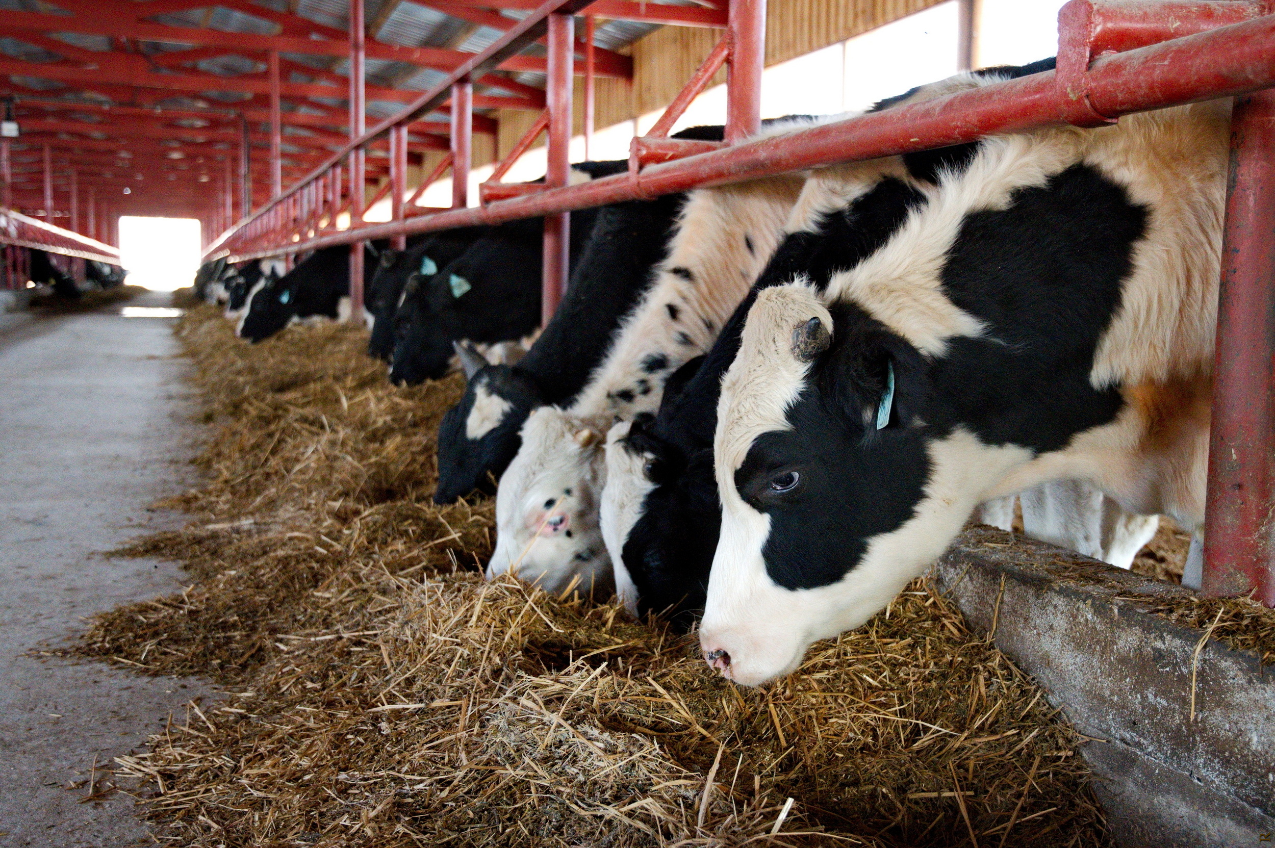 Животновод Томской области Людмила Аврамова удостоена президентской награды