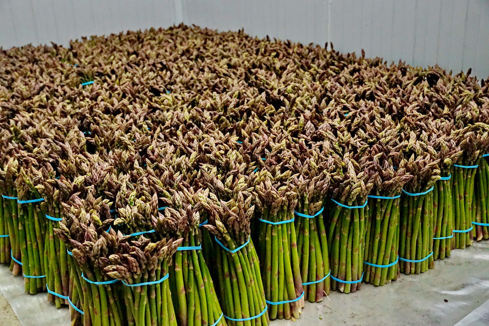 В Северной Осетии собрали рекордный урожай спаржи