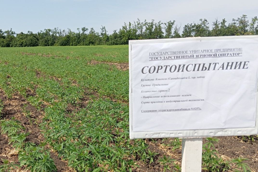 В Запорожской области возрождают технологии возделывания технической конопли