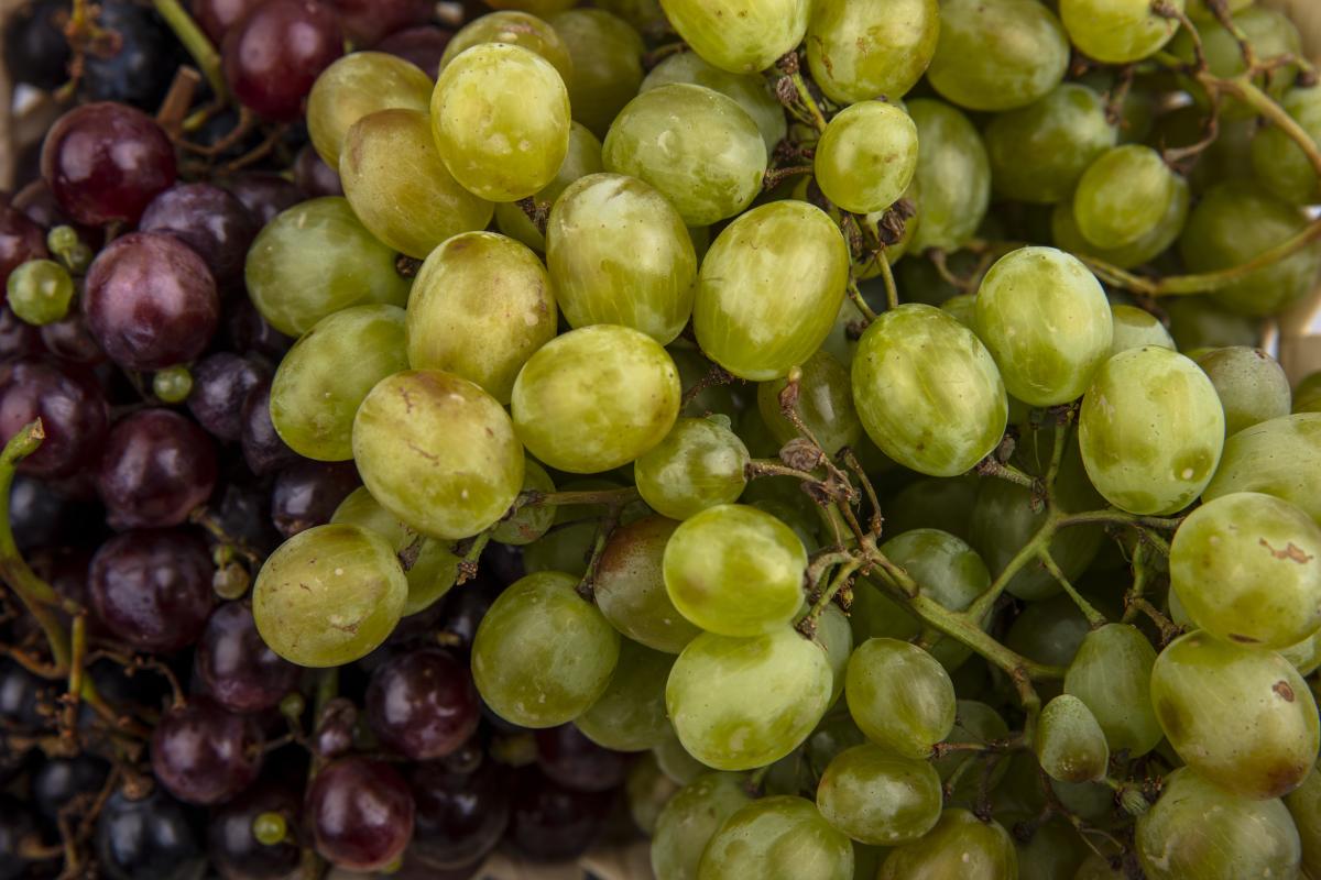 Сбор винограда в РФ в следующем сезоне может стать рекордным — эксперт