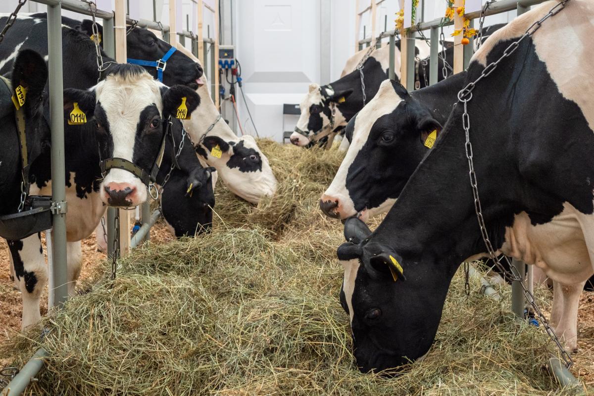 В России создадут цифровую систему учета племенных животных