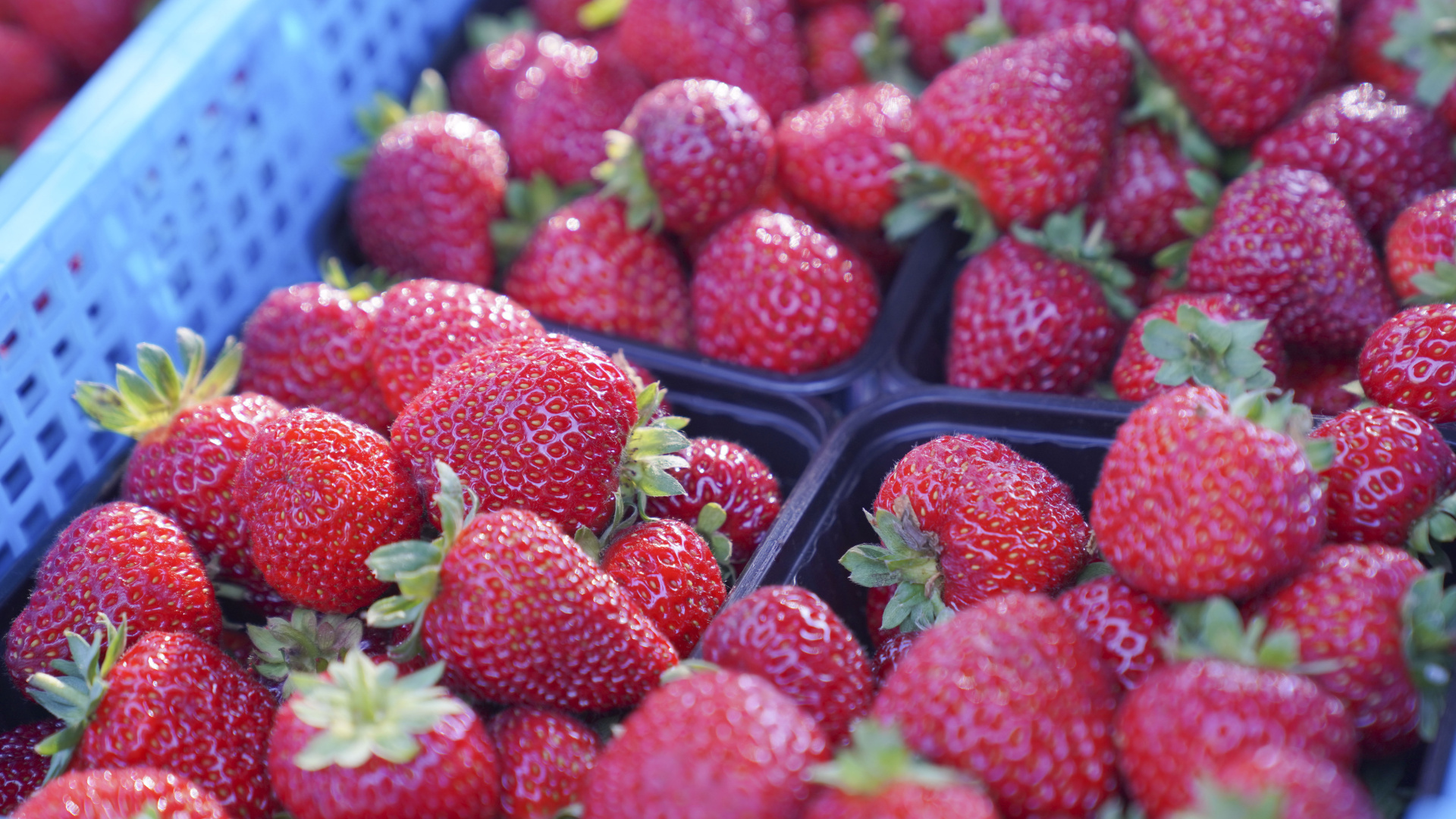 В Ивановской области выросло производство ягод