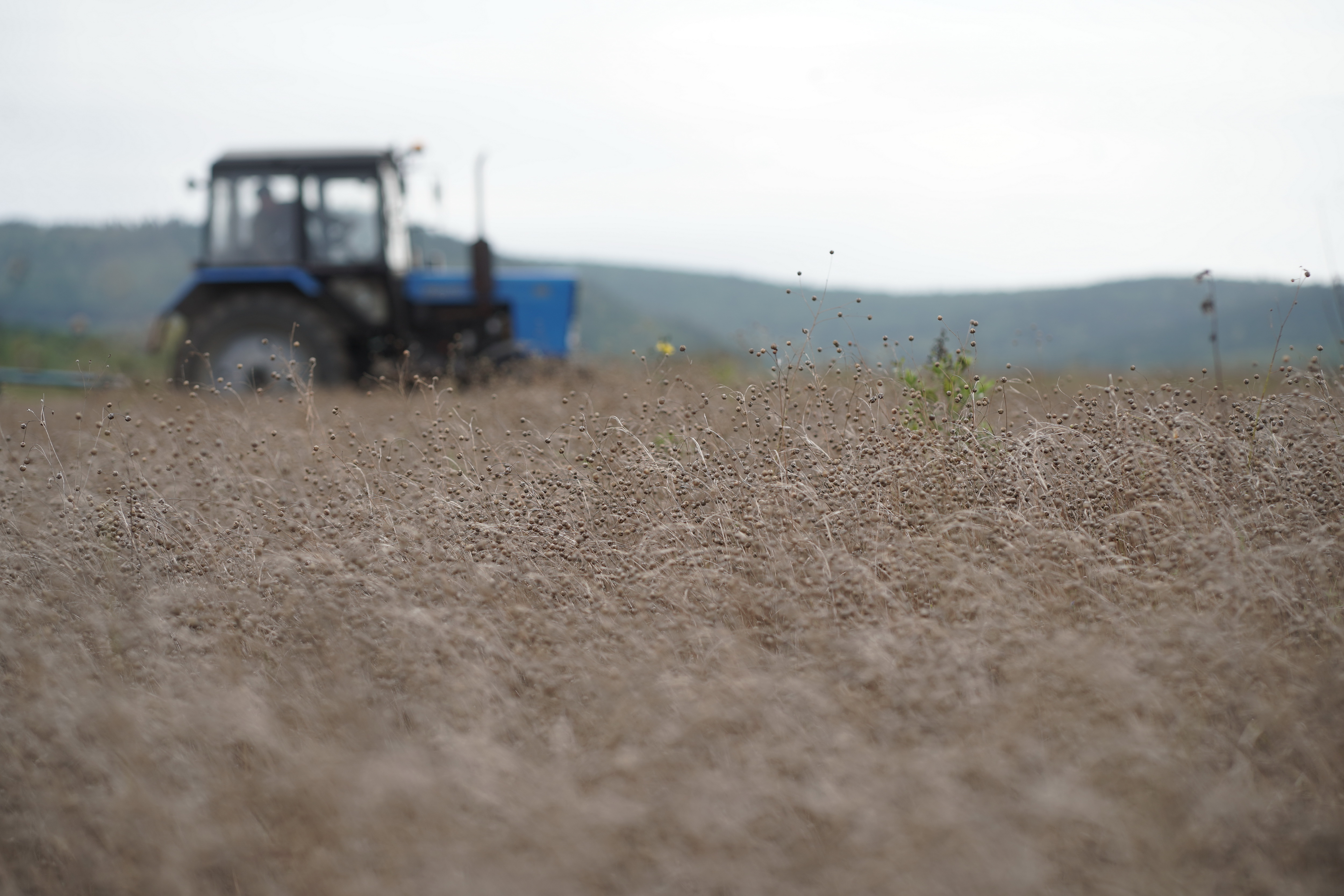 В Иркутской области завершили уборку льна – долгунца