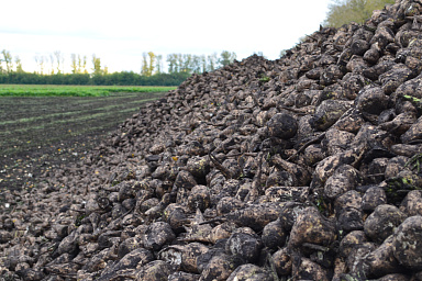 Хозяйства Саратовской области в числе первых в России приступили к уборке сахарной свеклы