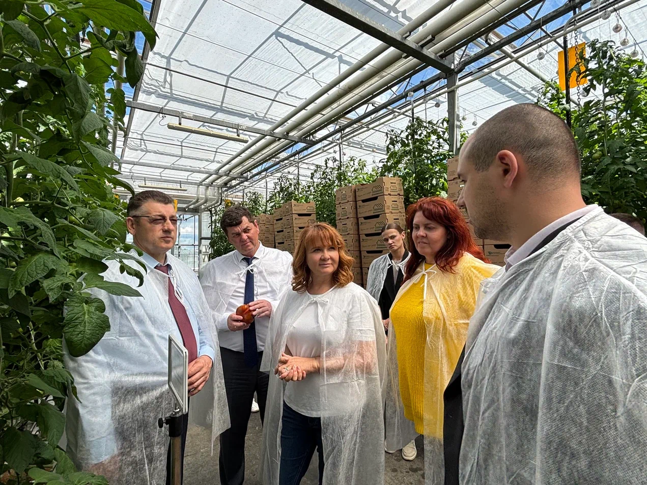 В Ульяновской области развивается селекция овощных культур