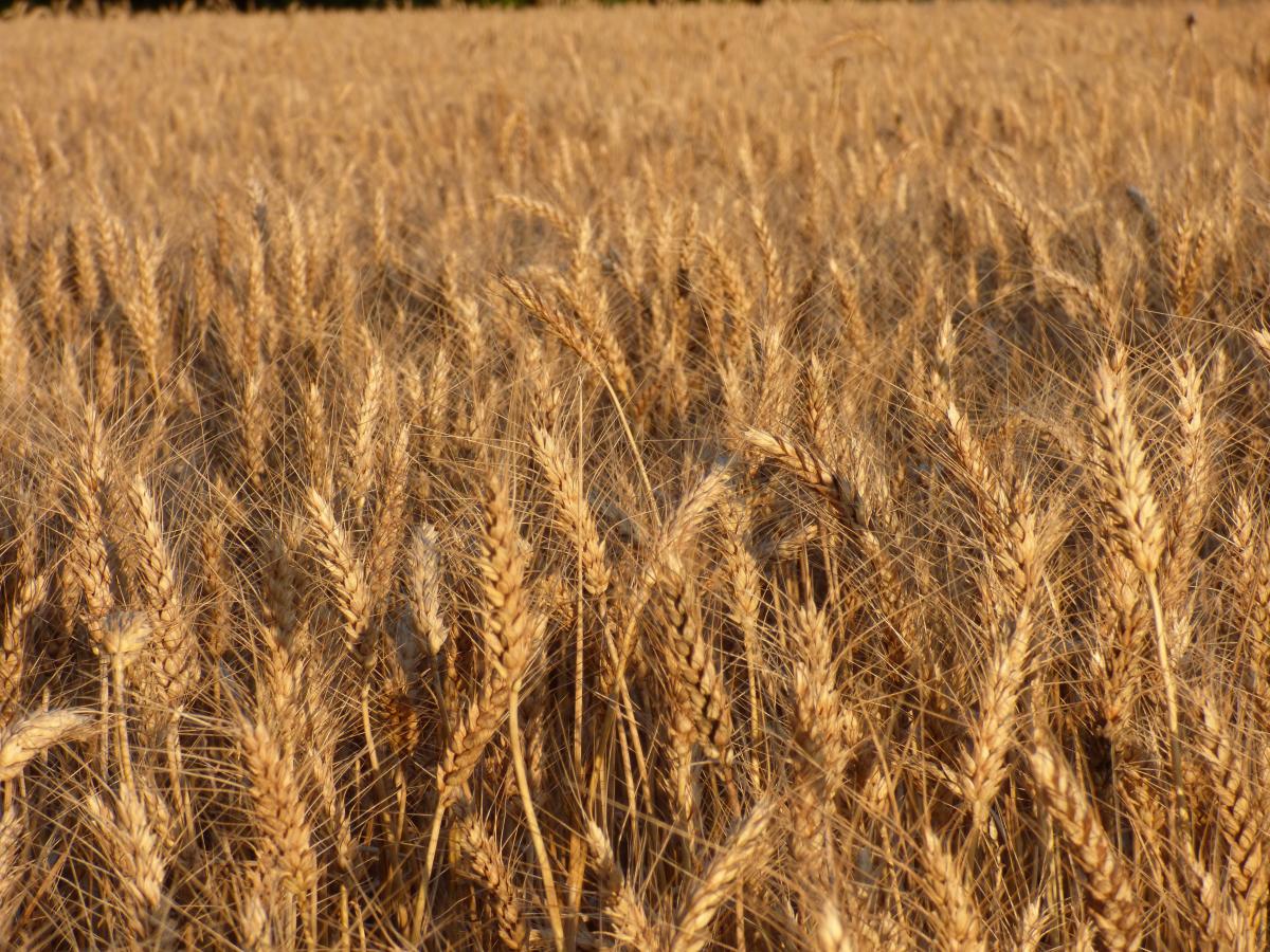 В Омске вывели линию твердой пшеницы для импортозамещения сортов, используемых в производстве макаронных изделий