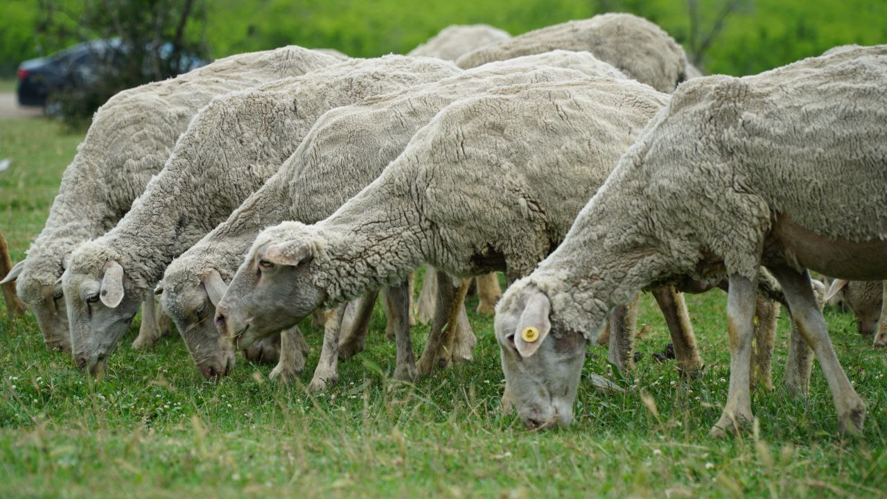 Более 1000 самозанятых в Чувашии получили субсидии на развитие ЛПХ в 2025 году 