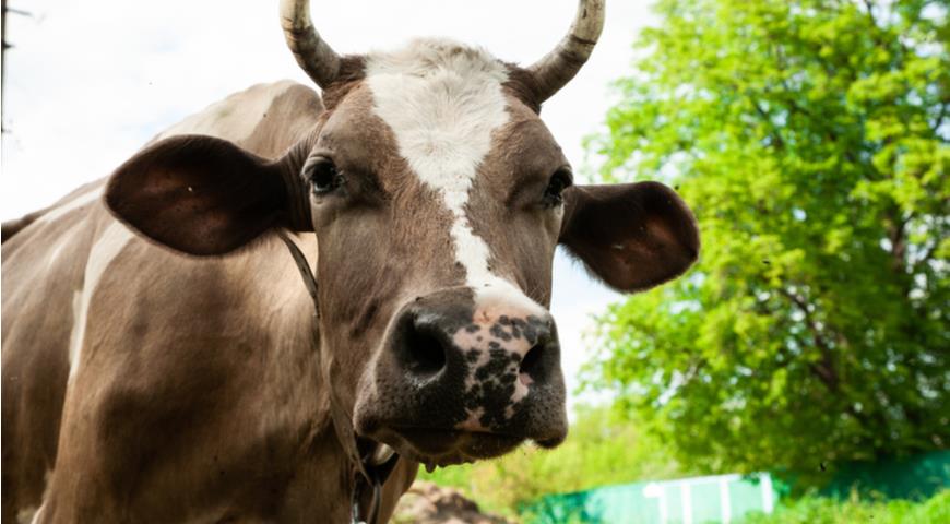 В Хабаровском крае растет поголовье племенного крупного рогатого скота