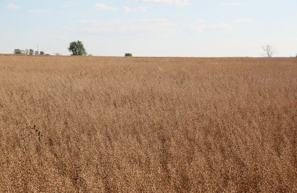 Озимой рыжик начали убирать в Башкортостане