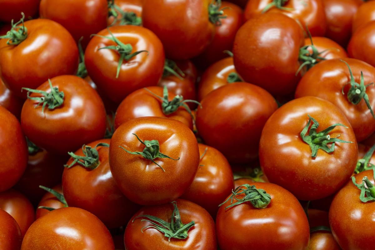 В новгородской рознице средняя цена на помидоры снизилась на 4,6%