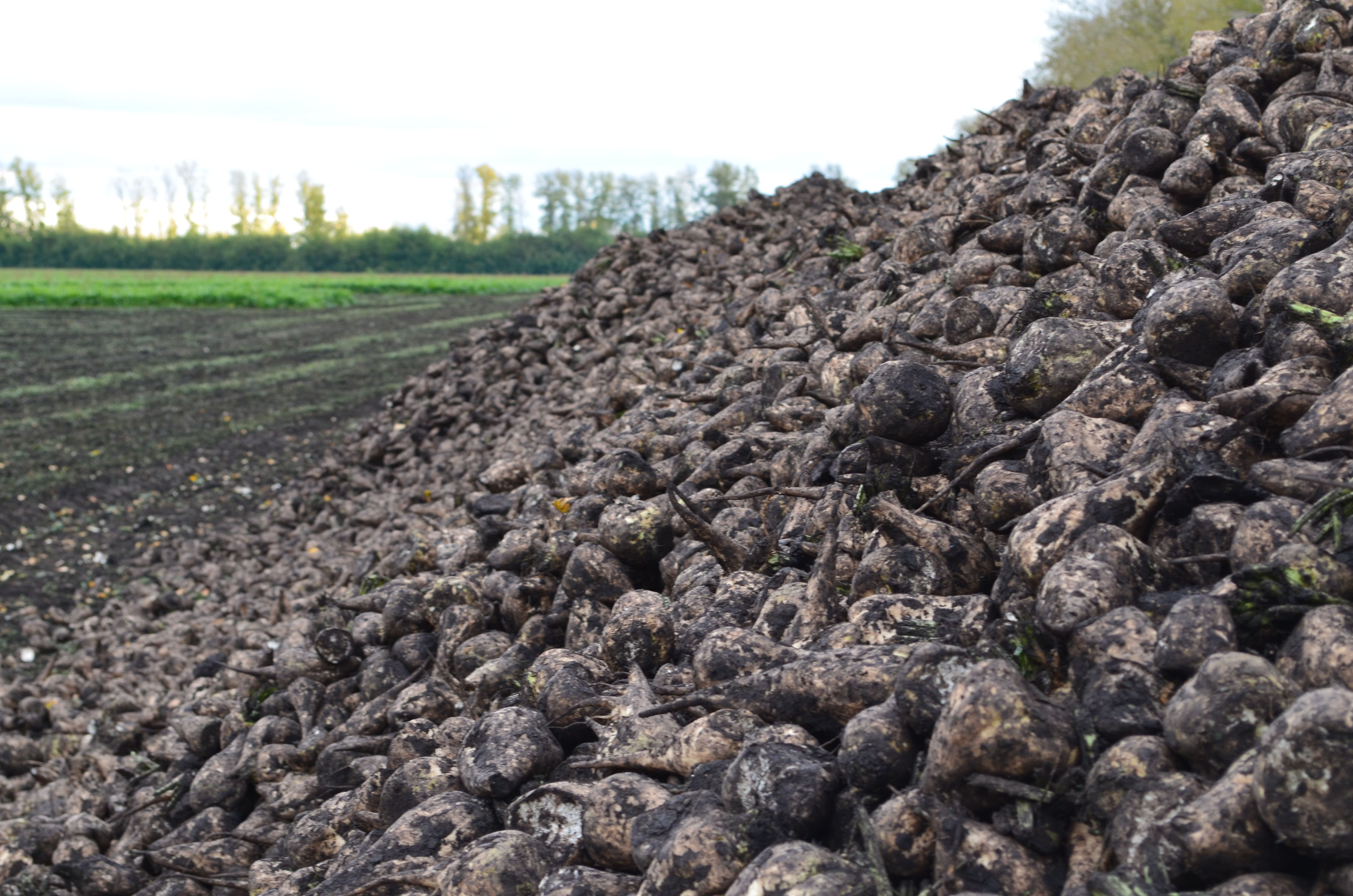 Более 400 тысяч тонн сахара произведено на заводах Липецкой области