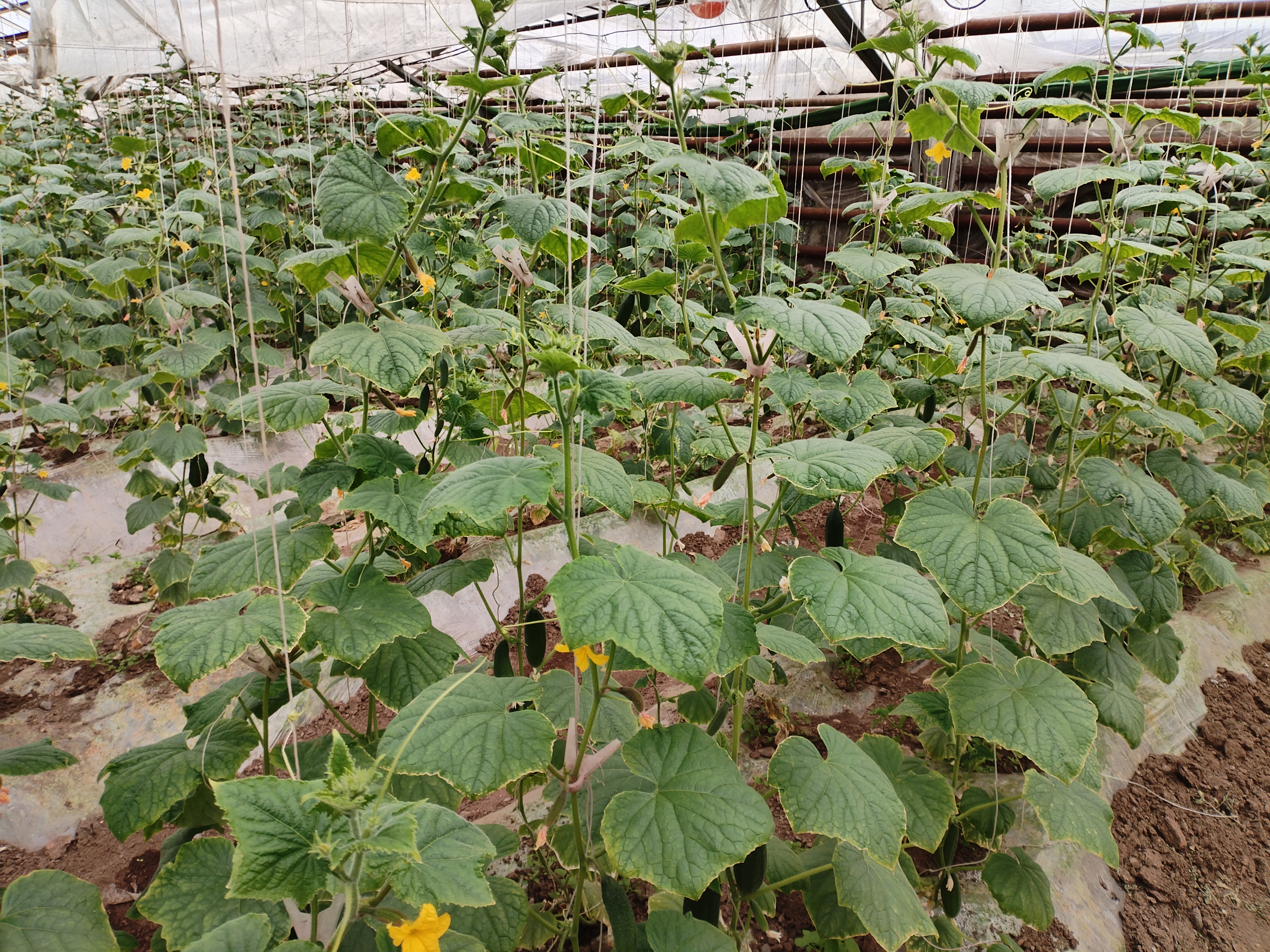 Сельхозпредприятие в Забайкалье приступило к сбору огурцов