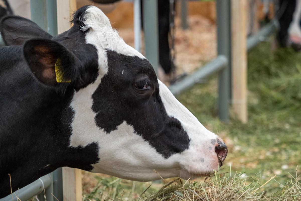 Вологодские сельхозорганизации увеличили выпуск КРС на убой на 8%