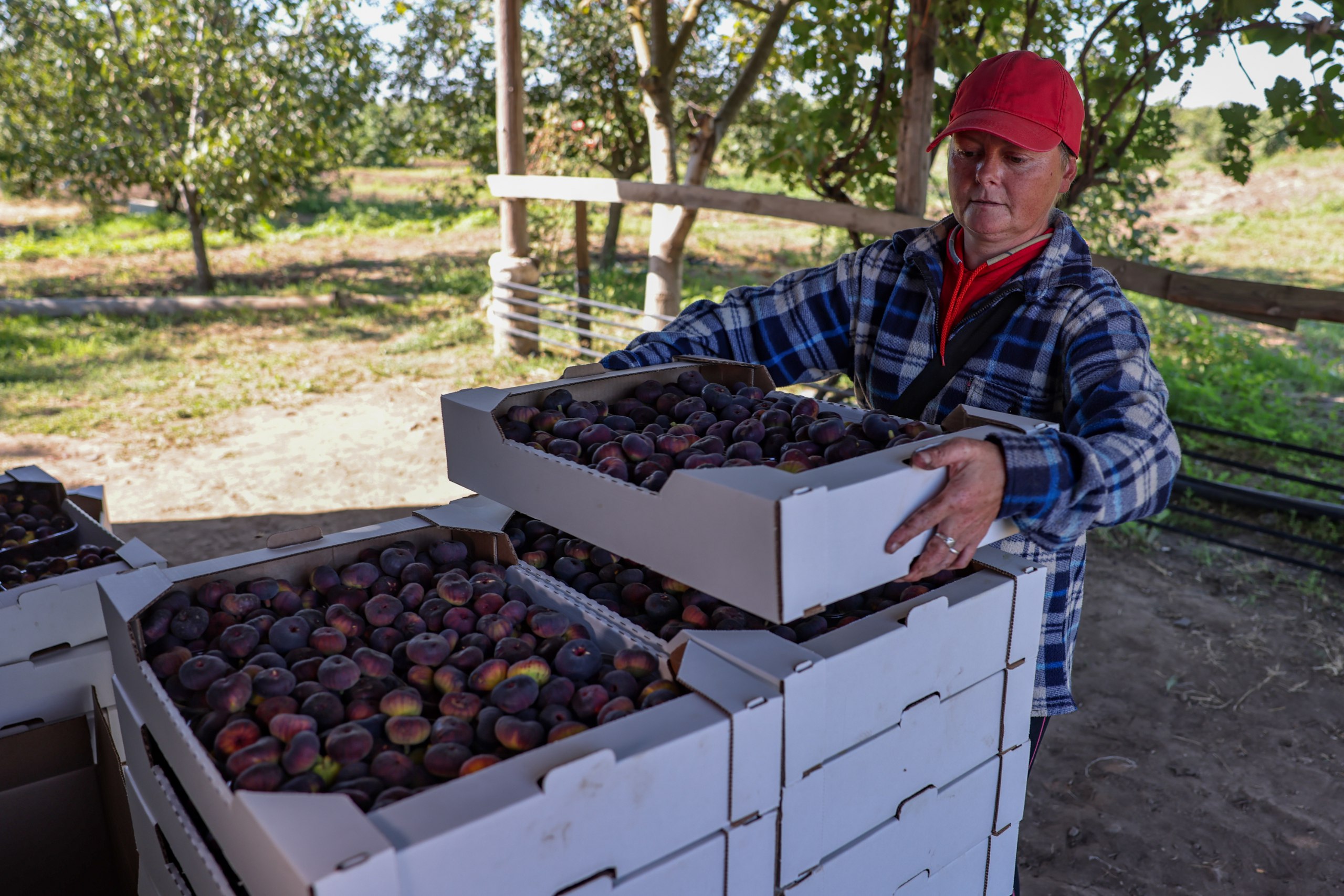 В Херсонской области собирают урожай инжира