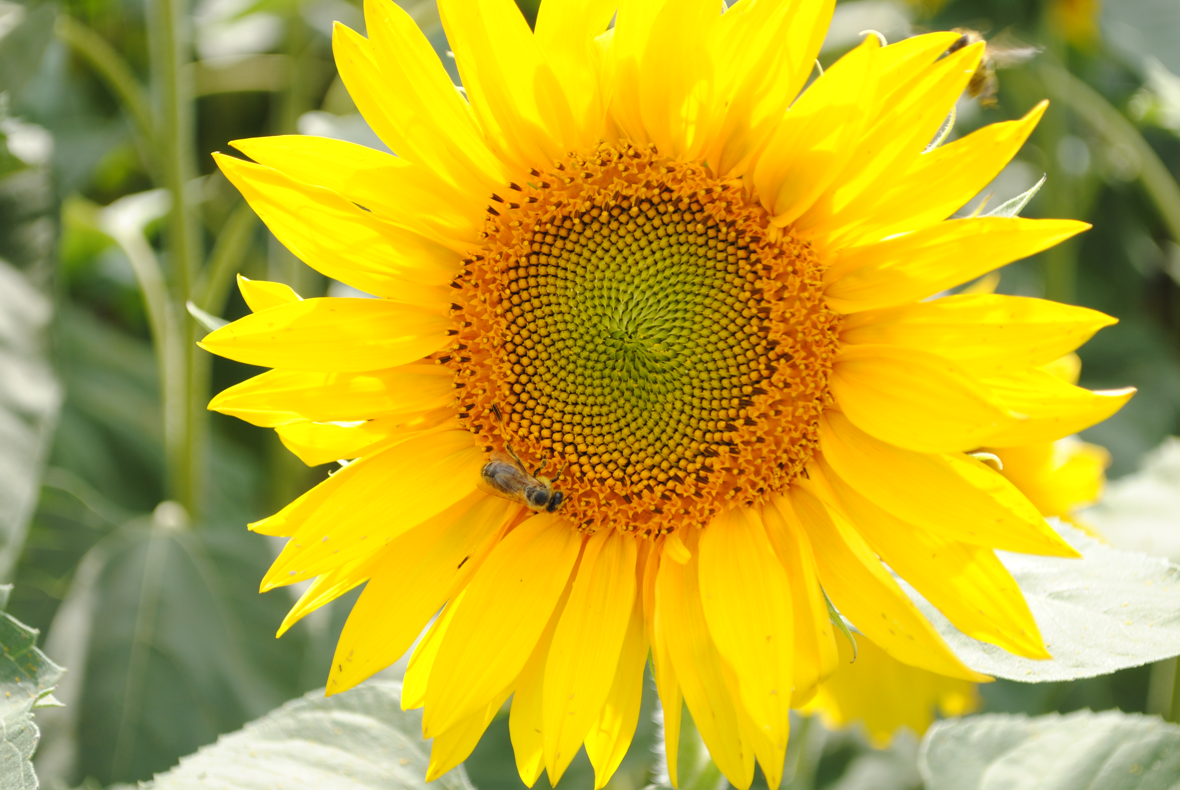 Липецкая область продолжает делать ставку на масличные культуры