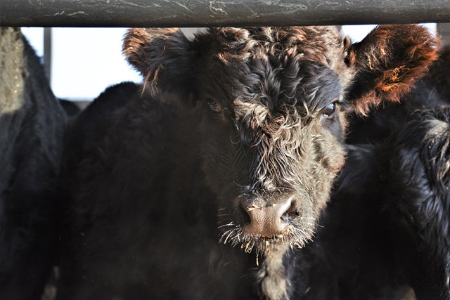 Фермер из Томской области успешно реализует агропроект с помощью господдержки