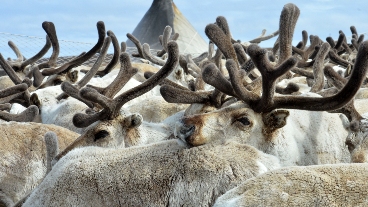 Предприятия Ямала получат субсидии на заготовку мяса оленя
