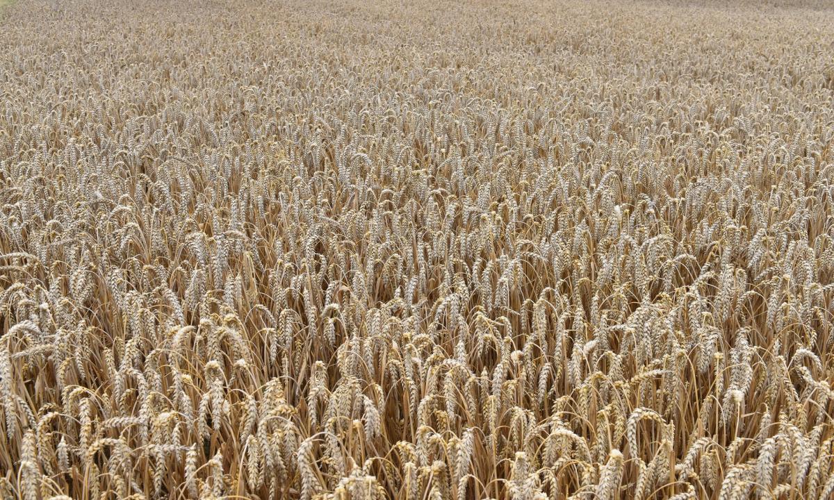 В Брянской области зерновые убраны на 66% площади