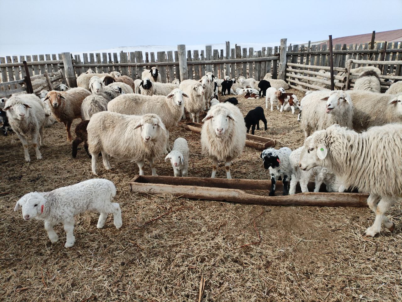 Два хозяйства в Забайкалье получили статус племенных репродукторов