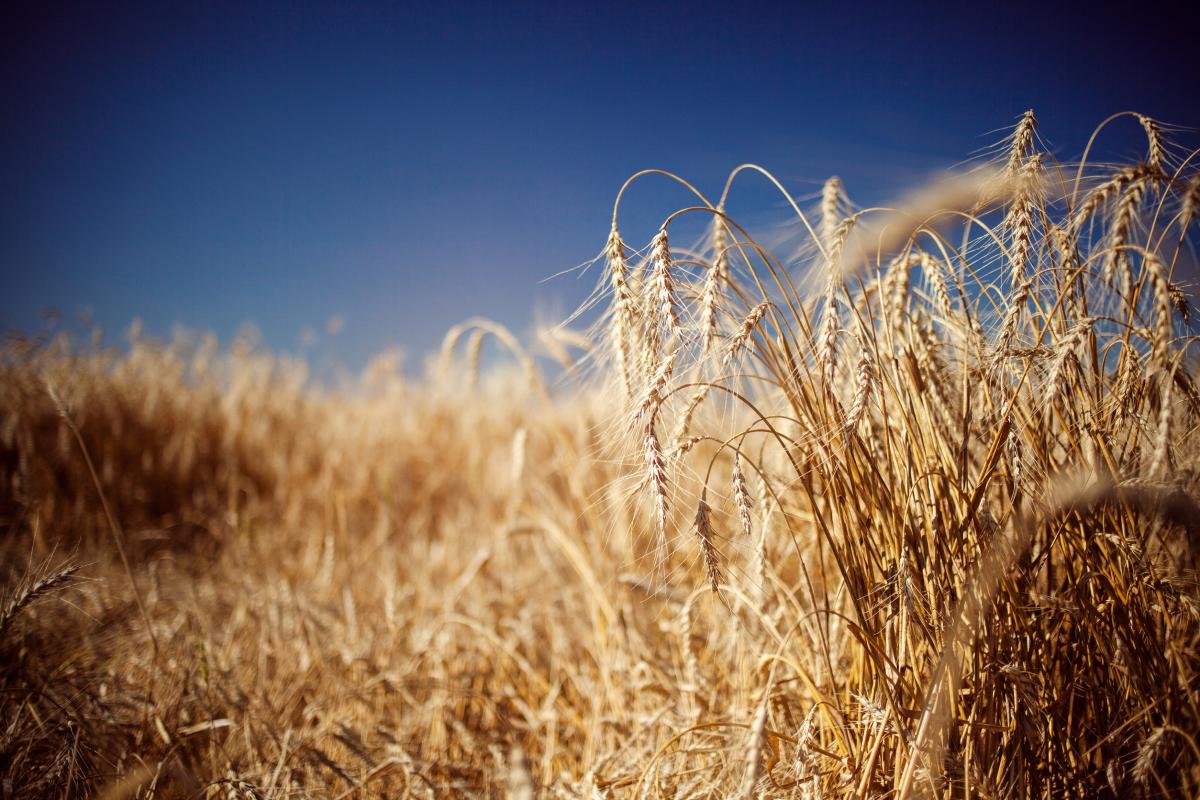 Спрос на рожь отражает общие тенденции рынка и изменение предпочтений переработчиков