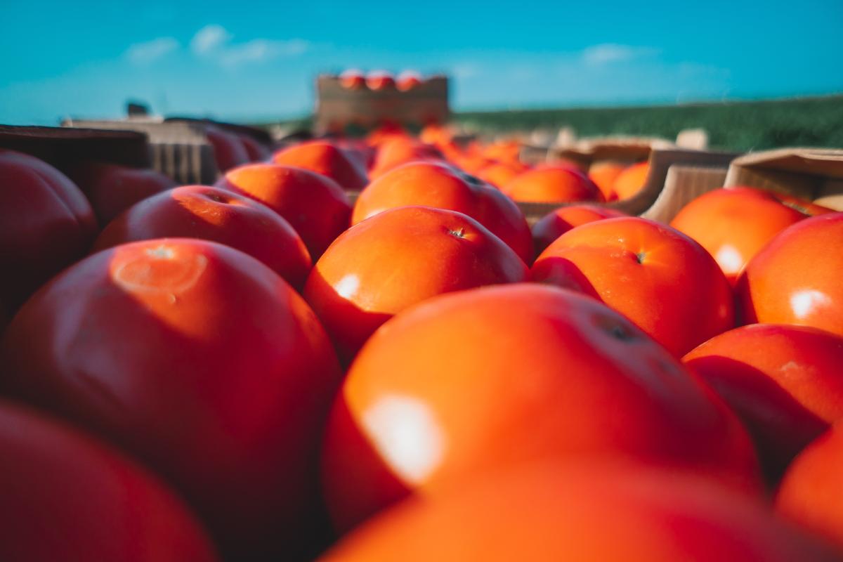 В Смоленской области на 14,5% подешевели свежие помидоры 