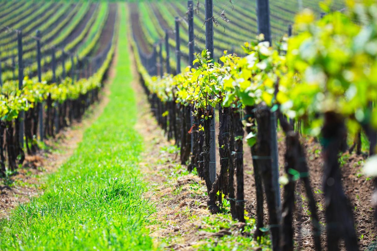 Удвоение площади виноградников в РФ потребует инвестиций в 400-500 млрд руб. — эксперты