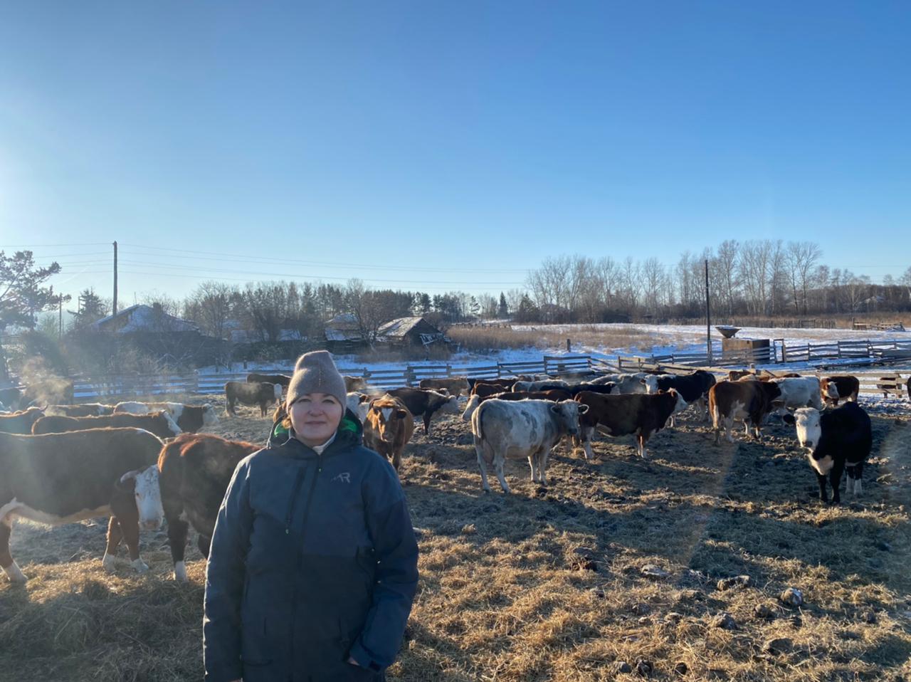 Новосёловские фермеры  на гранты «Агростартап» развивают мясное животноводство в  Красноярском крае