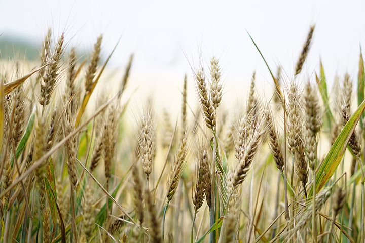 Сельхозтоваропроизводители Пензенской области получили средства господдержки на 183 млн рублей