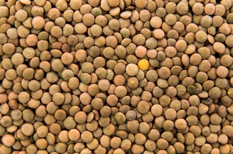 В Ставропольском крае началась уборка чечевицы