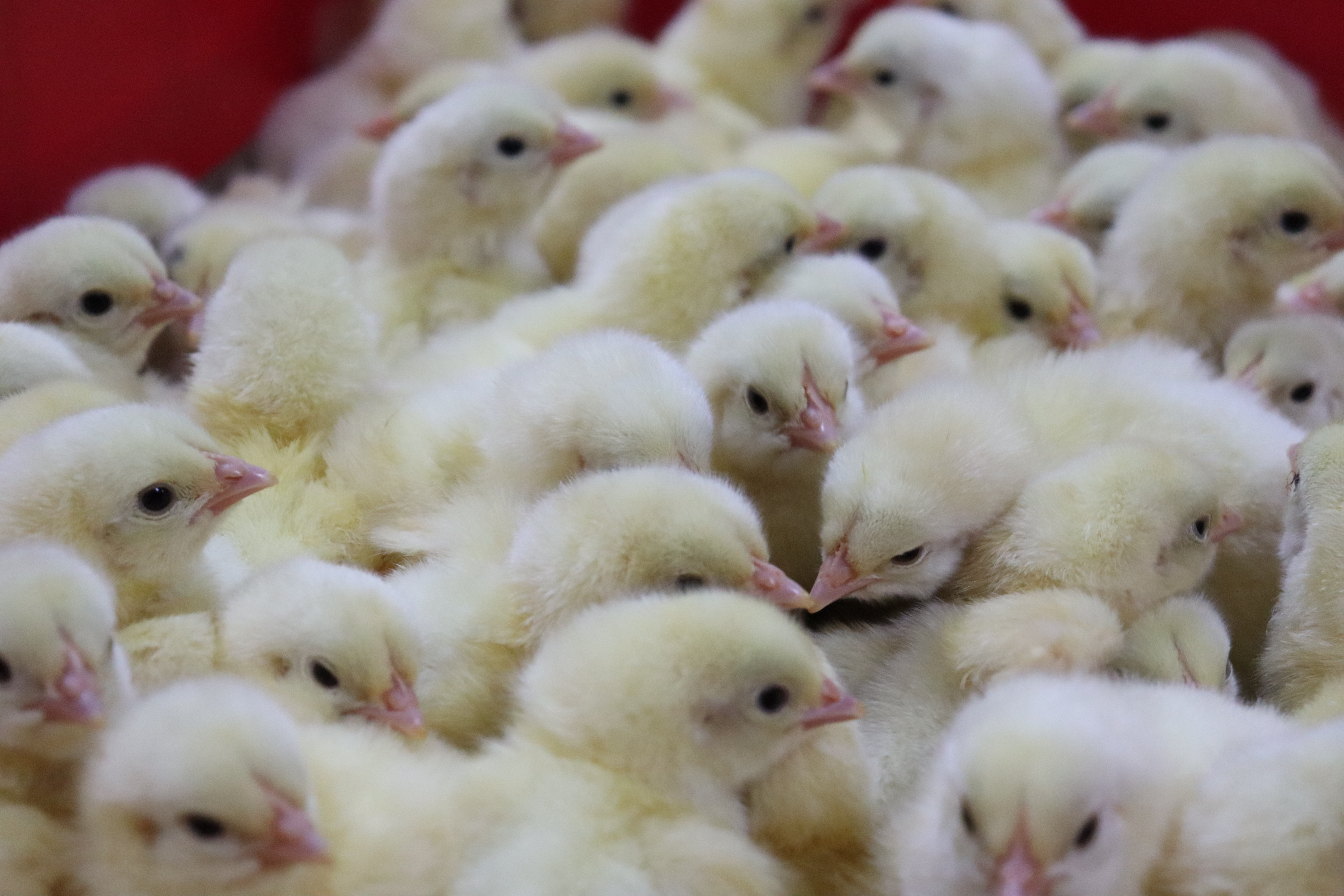 Сельхозтоваропроизводителям Красноярского края компенсируют затраты на приобретение племенного материала