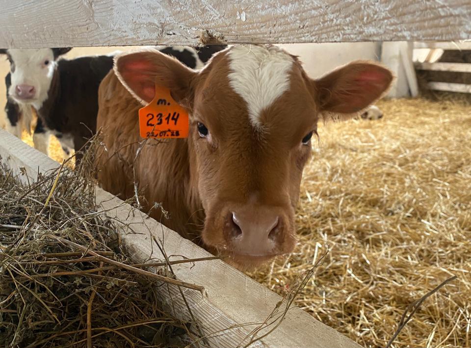 В Приангарье с начала года родилось более 11 тысяч телят