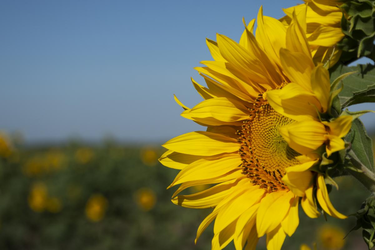 Сбор подсолнечника в РФ достиг 13,3 млн т