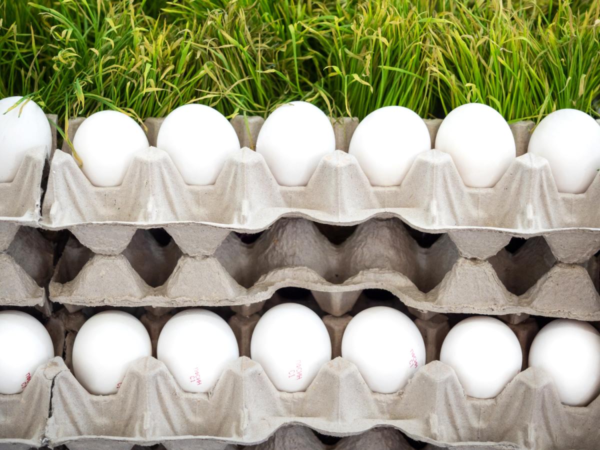 Саратовские сельхозорганизации нарастили выпуск яиц на 6%, мяса птицы — на 7%