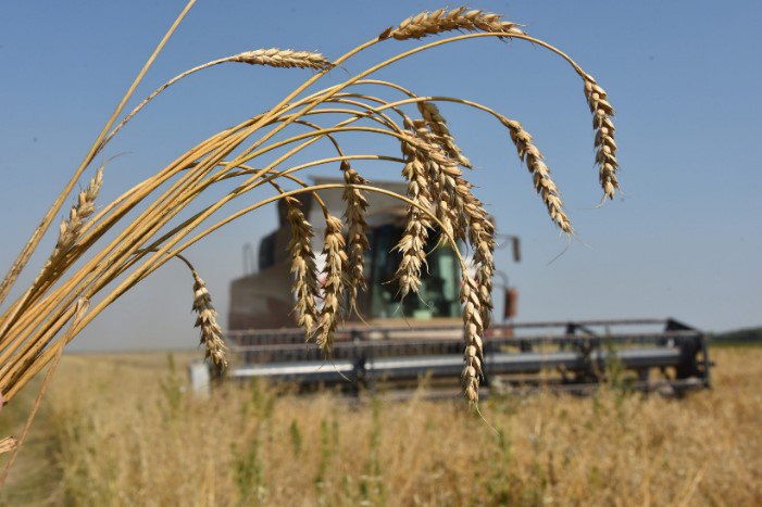 В 2023 году урожай зерновых в ДНР увеличился на 4,1%