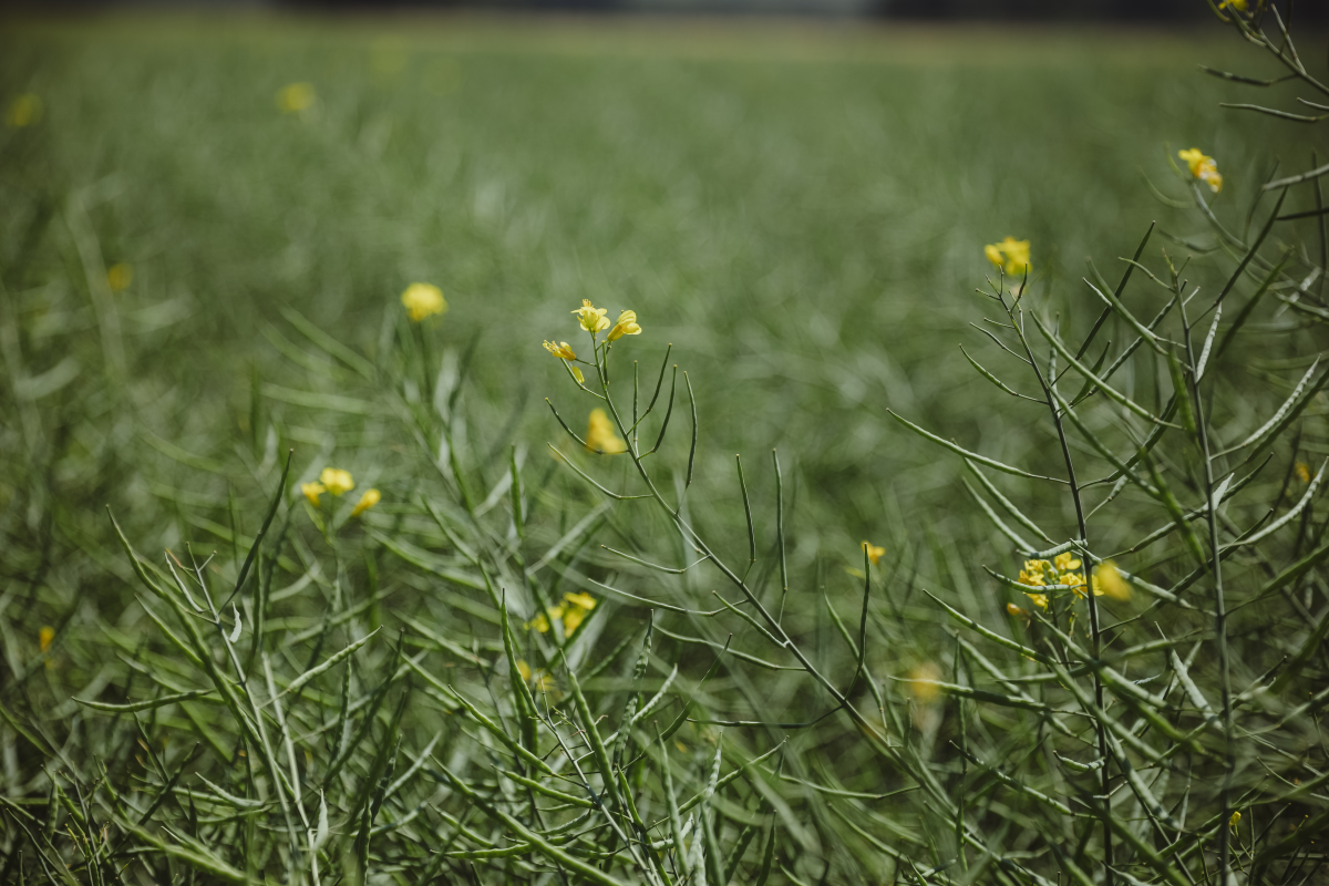 В Нижегородской области собрали 33 тыс. т рапса