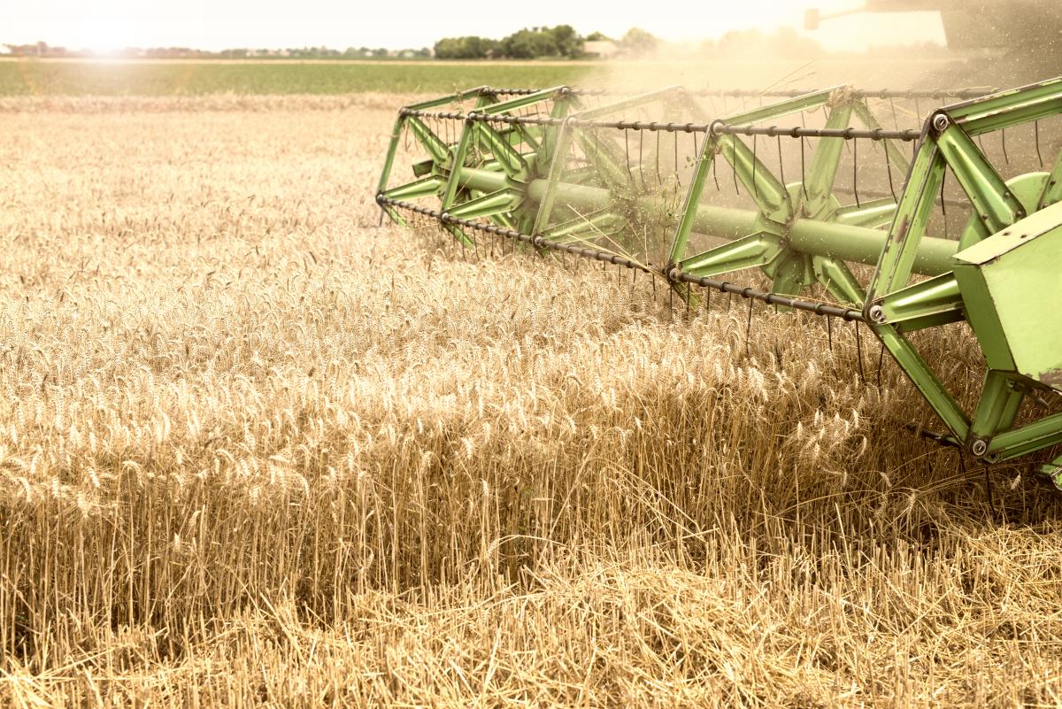 В Белгородской области зерновые убраны на 71,5% площади