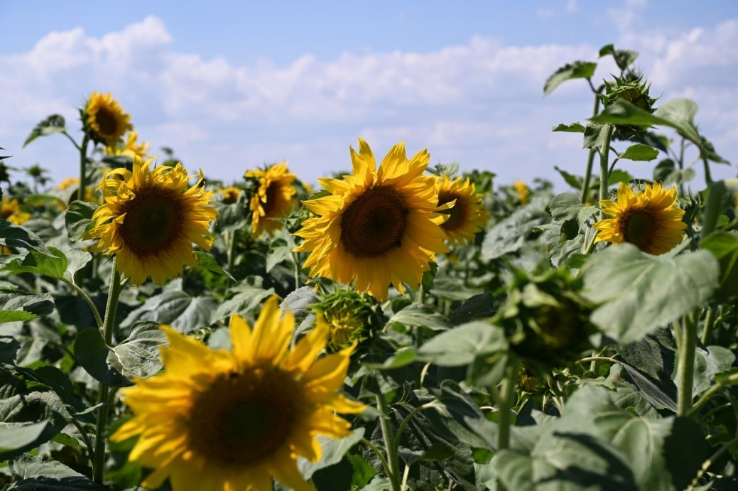 Филиалом Россельхозцентра «Донецкий» в новых субъектах РФ заложены демонстрационные делянки