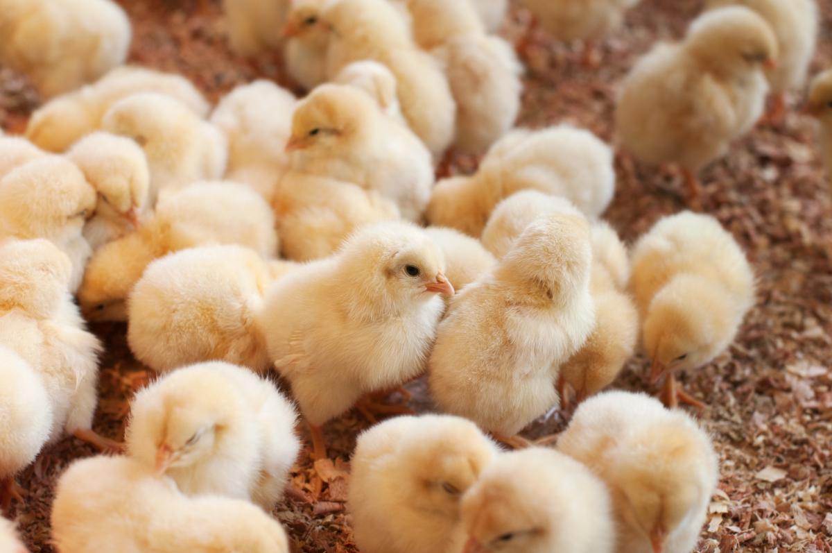 Мощность племрепродуктора в Челябинской области составит 1 млн цыплят родительских форм «Смена 9» в год