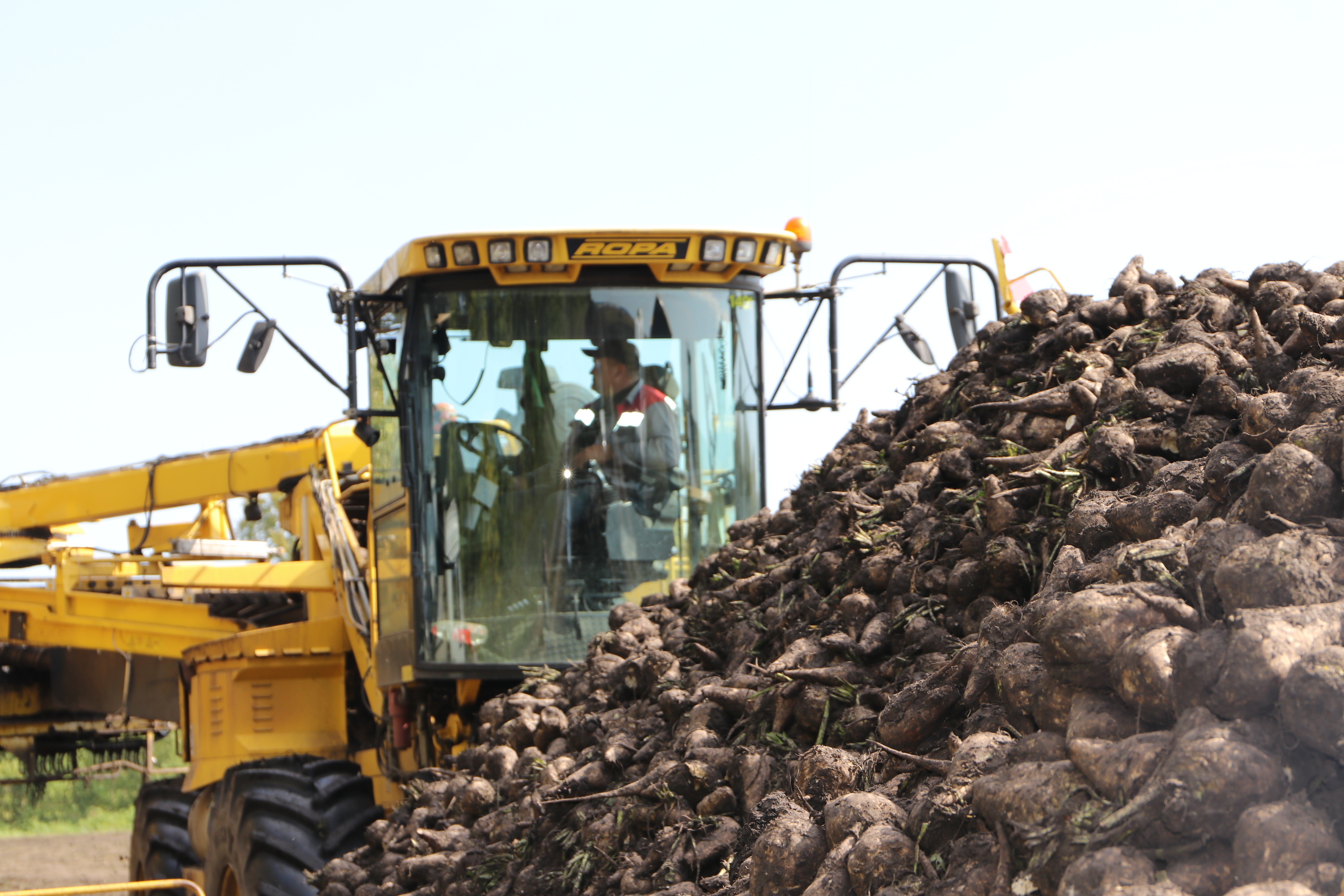 Более 700 тысяч тонн сахарной свеклы уже собрали липецкие аграрии