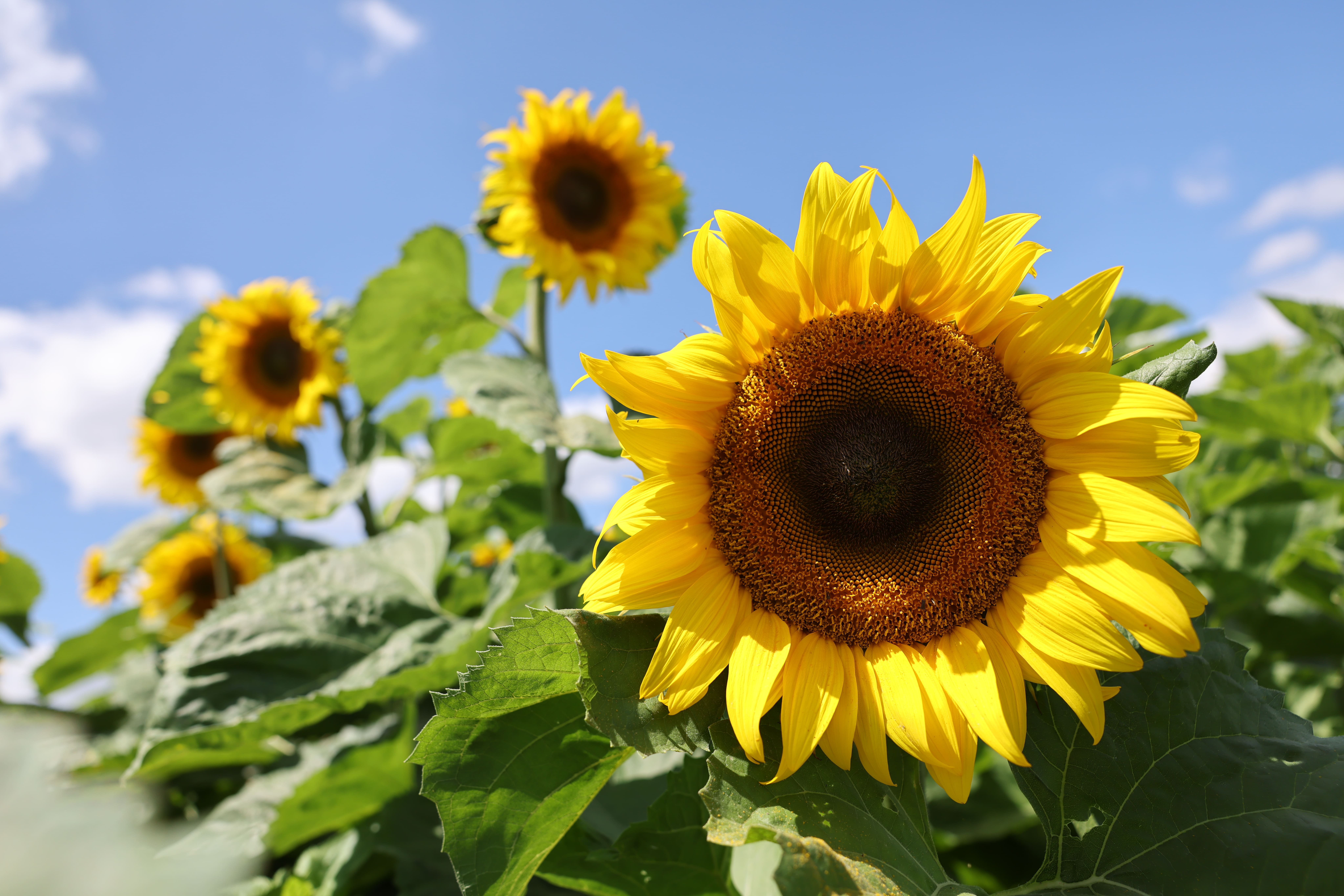 Урожай подсолнечника в Дагестане вырос более чем на 10%