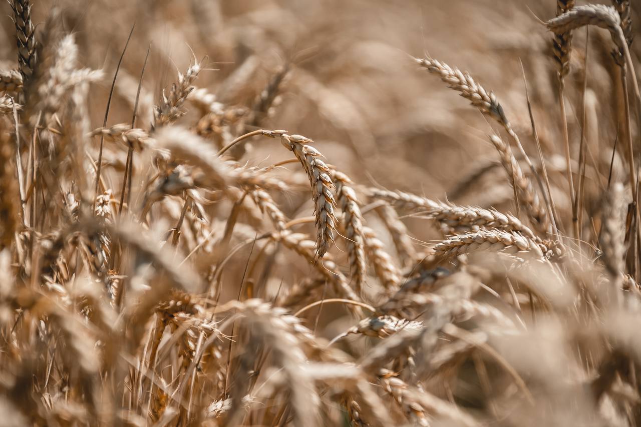 Уборка зерновых и зернобобовых набирает обороты в Липецкой области