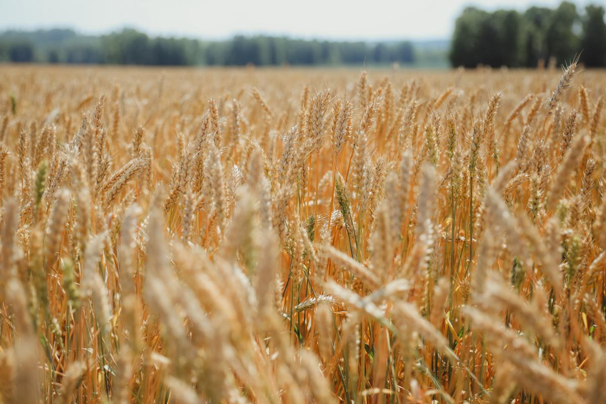 В Новосибирской области засеяно 1,9 млн га яровыми культурами